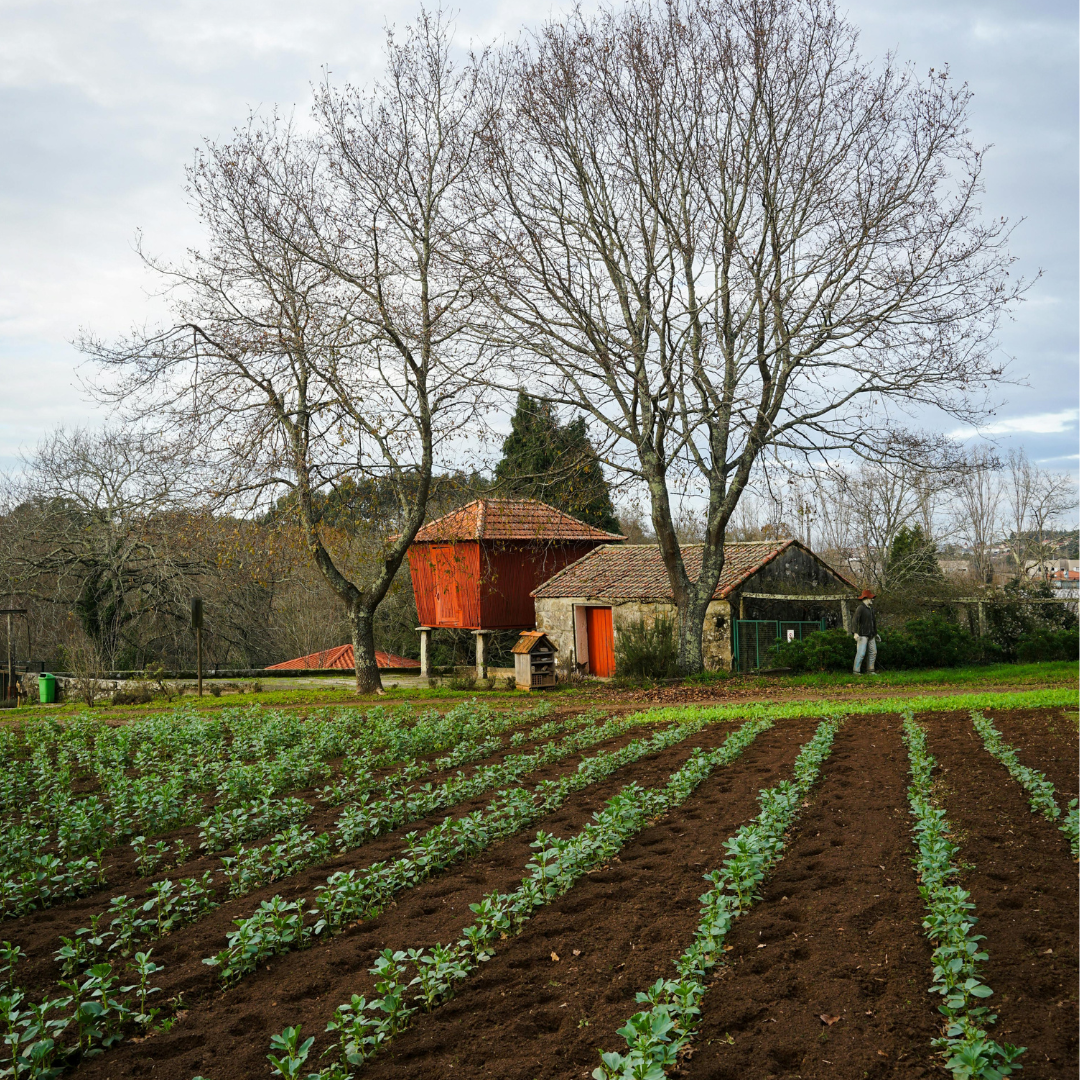 Farm Landscape
