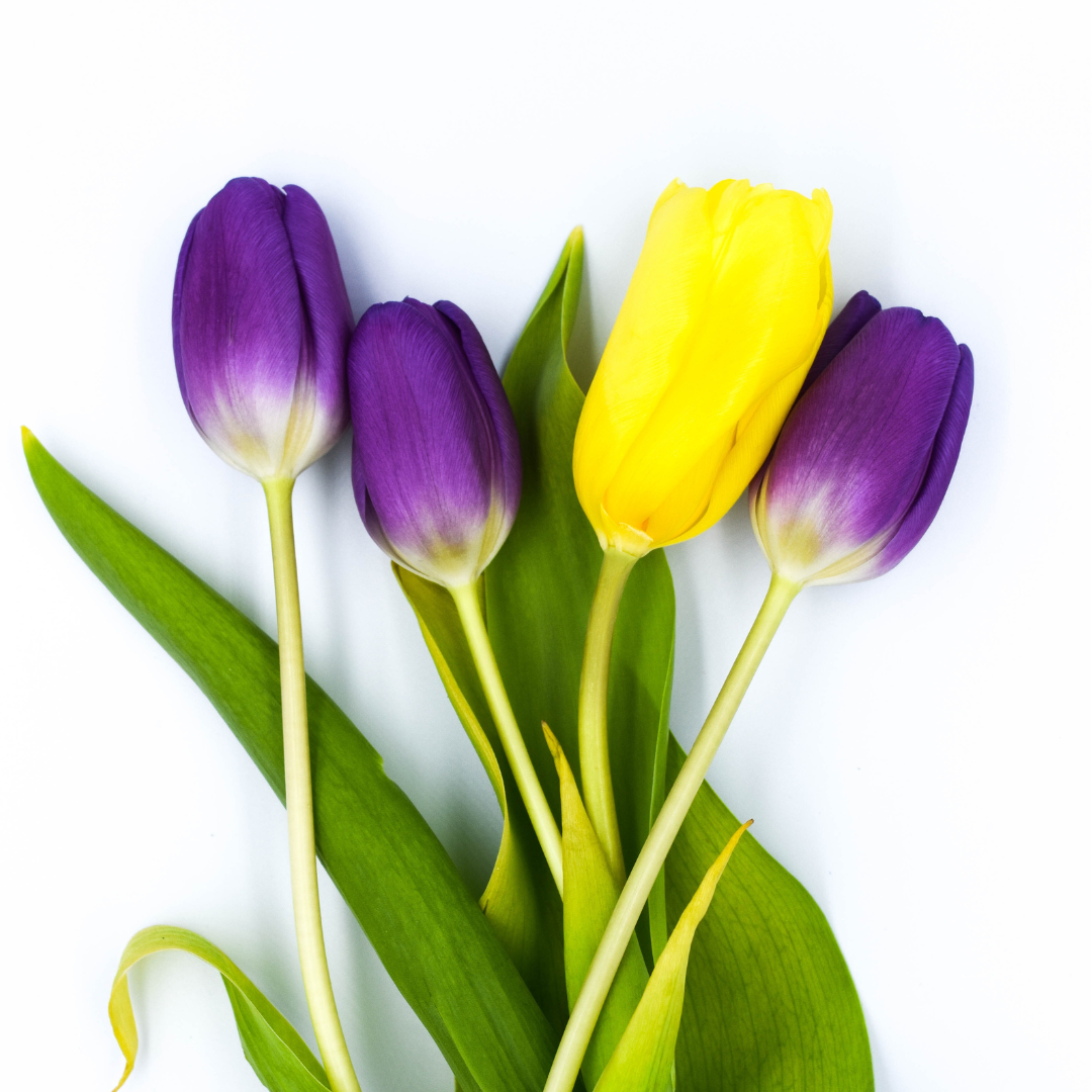 A photo of purple and yellow tulips