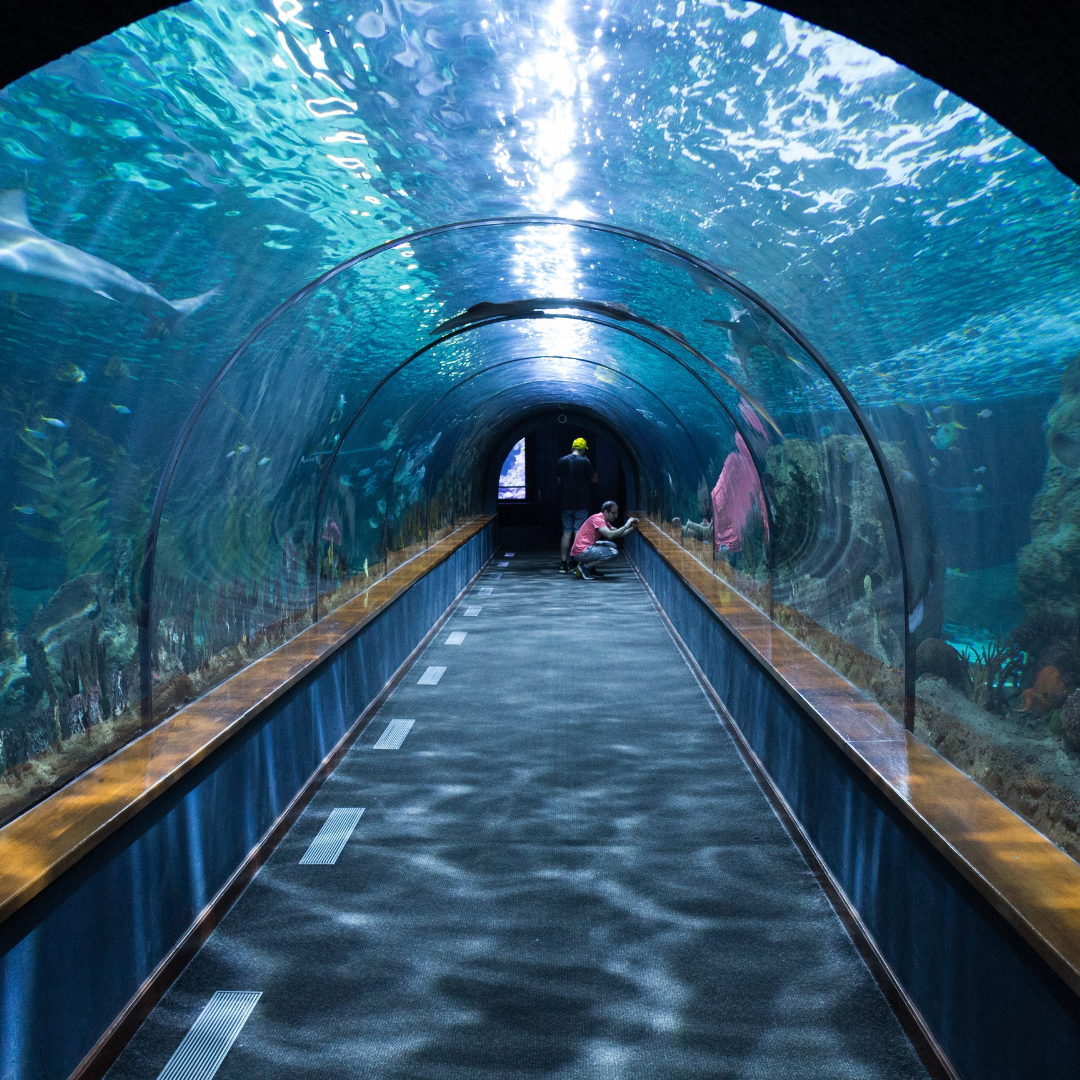 aquarium tunnel trip