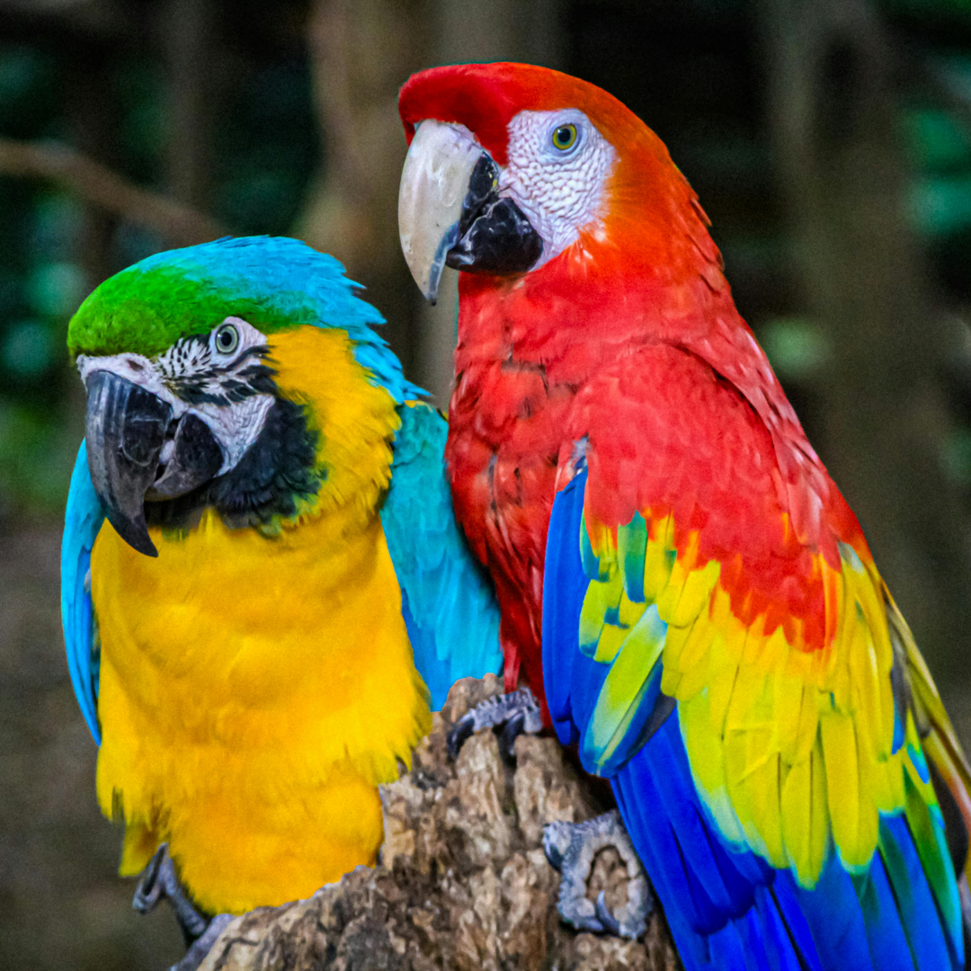 red and yellow parrots
