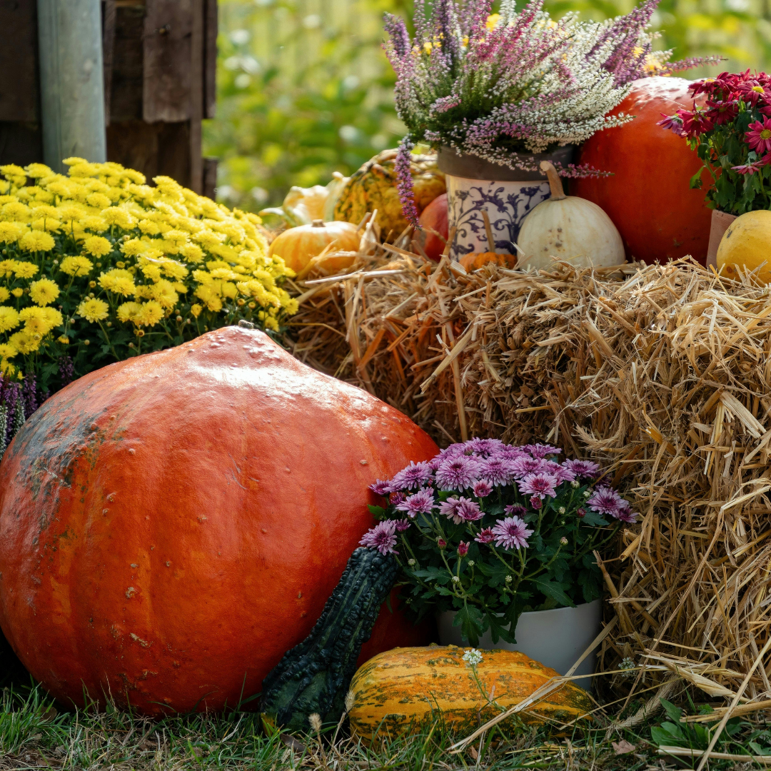 fall festival program