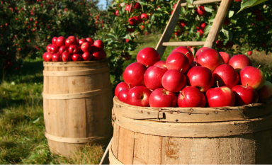 apples in a basket
